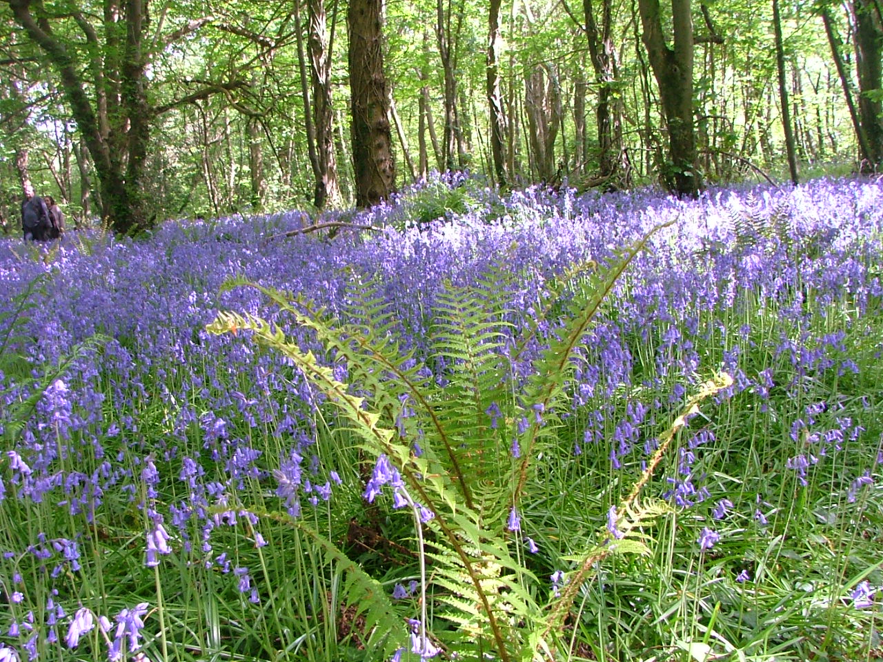 bluebell wood